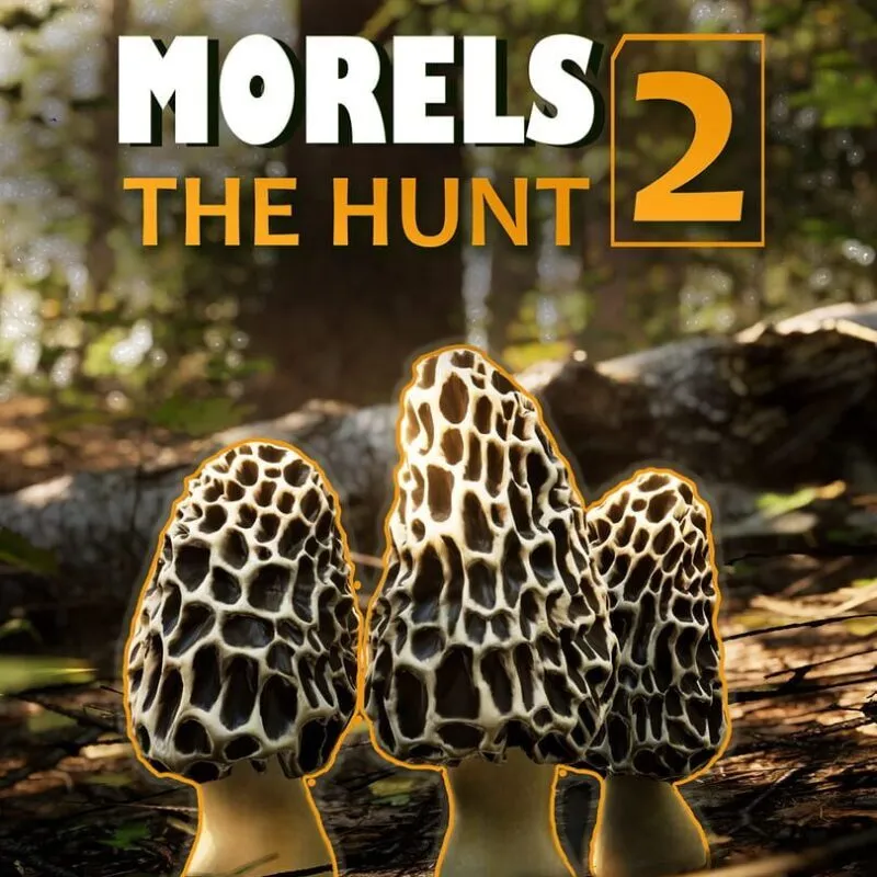 Morels: The Hunt 2
