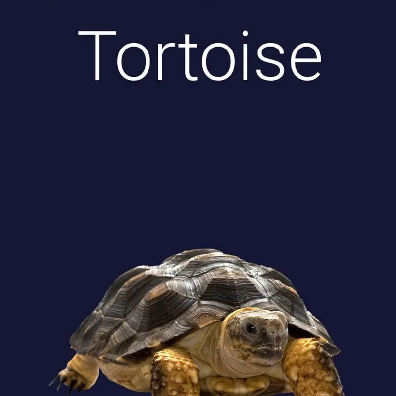 Stroke the Tortoise