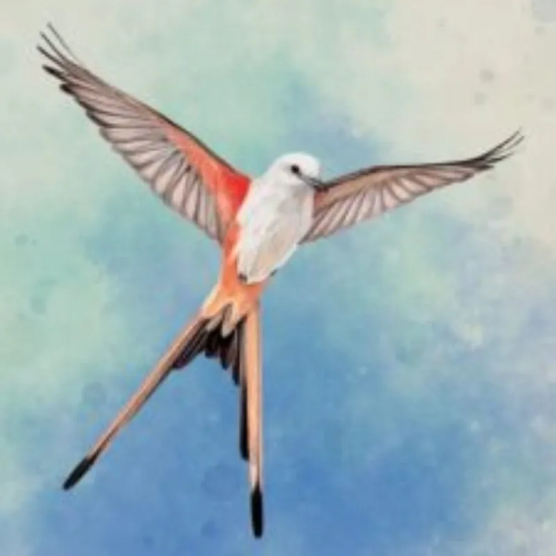 Wingspan