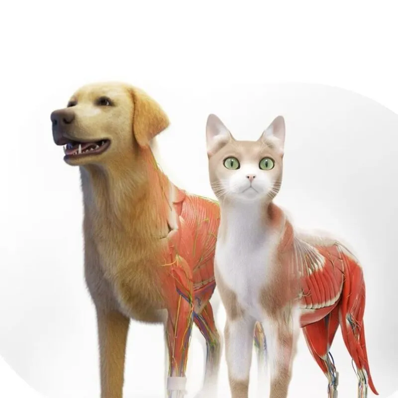 Animal Anatomy VR